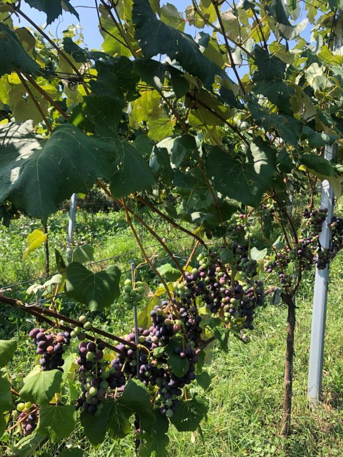 Winzerhaeuschen Kern Leilighet Fehring Eksteriør bilde