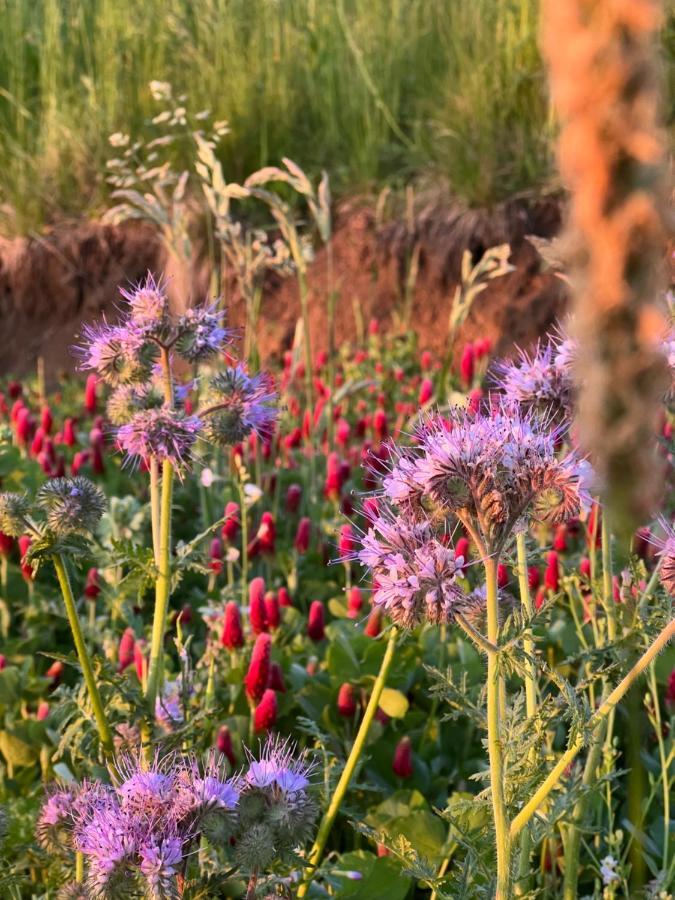 Winzerhaeuschen Kern Leilighet Fehring Eksteriør bilde